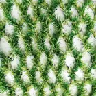 erba ibrida per robot