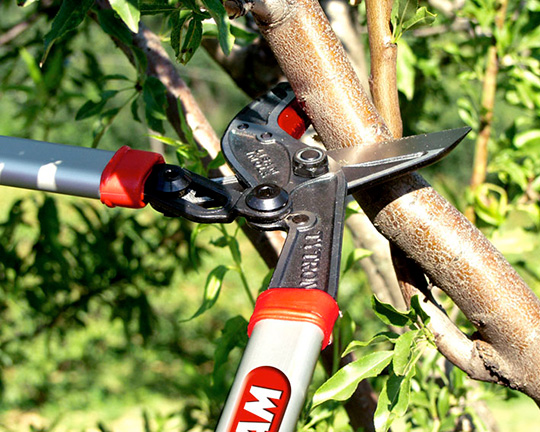 Giardinaggio